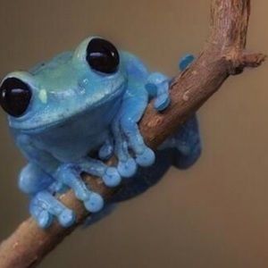 Meet your Posher, Isabella